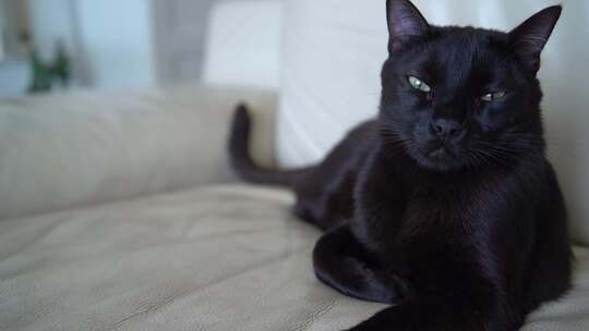 一只黑猫坐在客厅的白色皮沙发上。绿眼睛的