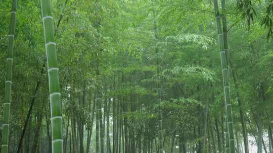 下雨天竹林景观特写，竹节挺拔竹叶繁茂