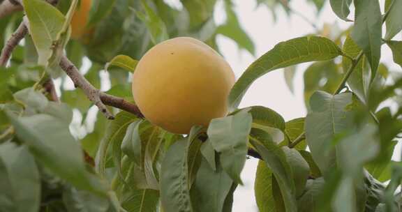 黄桃 水蜜桃 桃子 丰收 运输