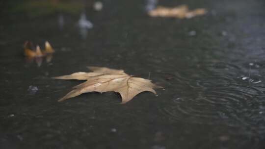 秋天下雨天凋零的树叶水滴高帧