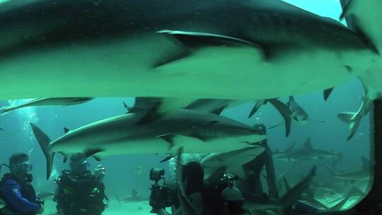 潜水员在水下拍摄一群鲨鱼