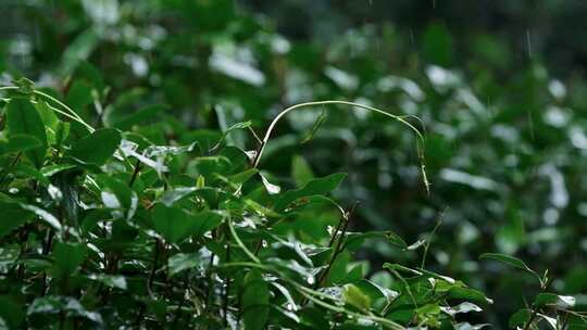 杭州春天雨季西湖龙井茶园升格空镜