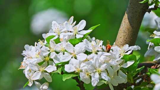 春天阳光下白色花朵上采蜜的蜜蜂