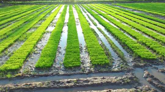 水稻培育秧苗粮食安全绿色稻田生态航拍视频素材模板下载