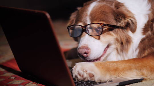 戴眼镜的狗看着电脑