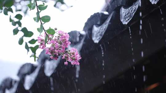 下雨天紫薇花和屋檐瓦片