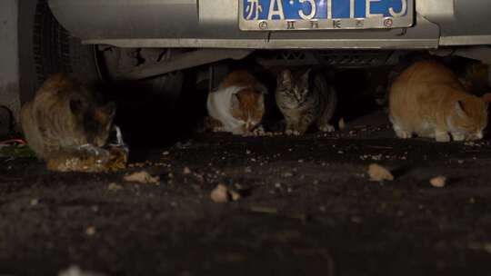 中华田园猫喂食