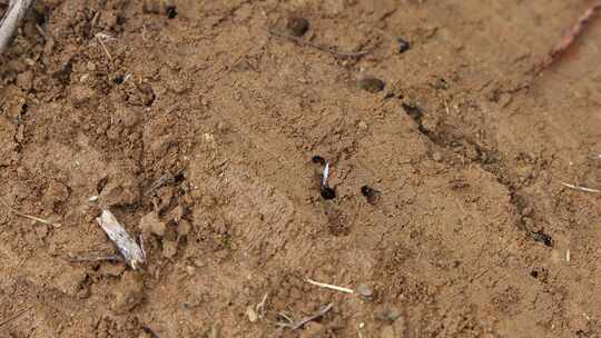 农村田间地头忙碌的蚂蚁微距摄影素材