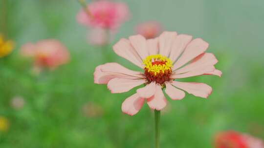 花丛鲜花空镜