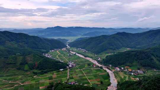 武夷山岩茶产区大红袍肉桂茶园