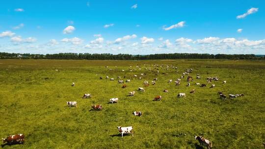 4K草原牧场农场农田动物奔跑平原马羊鹿牛