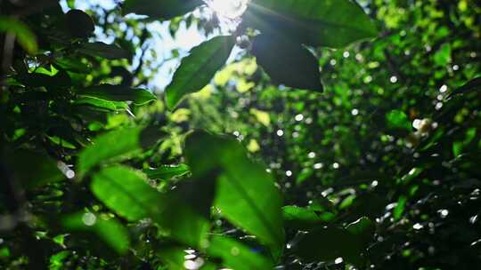 阳光下的茶园绿茶茶树叶子茶籽光影