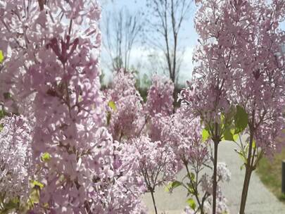 植物 高速镜头 小区 春天 阳光 慢镜头 花