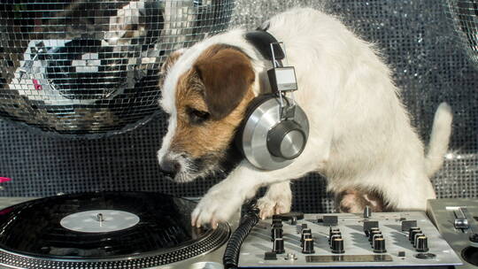 狗狗在玩音乐