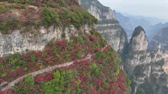 三峡红叶