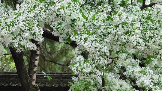 百年流苏花满枝头