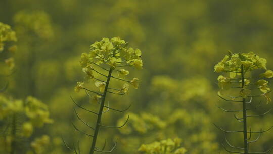 油菜花菜花