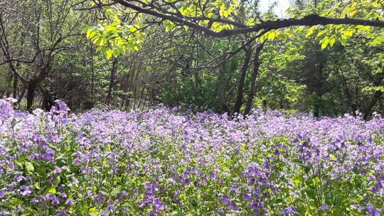 小树林野花