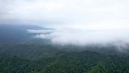 森林云海鸟瞰全景