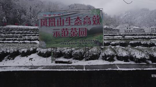 DJI航拍新农村绿色生态茶园-农家小院-茶厂