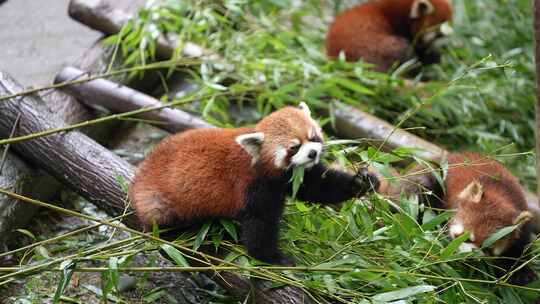 一群小熊猫吃竹子