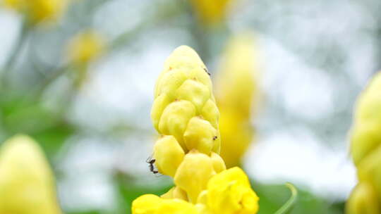 花朵上的蚂蚁实拍