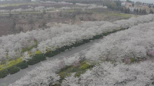 孤柏渡飞黄旅游区樱花园鲜花盛开