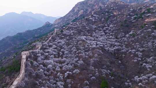 北京怀柔河防口长城山桃花