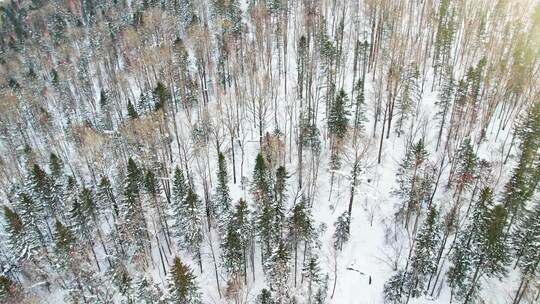 中国黑龙江大兴安岭雪原森林雪景航拍