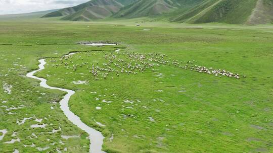 航拍新疆草原天然牧场羊群
