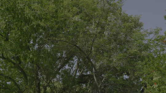 繁茂绿树树冠景象