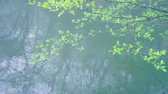 水面上树枝倒影映在水 树枝 写意空镜 自然视频素材模板下载