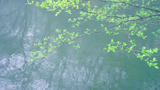 水面上树枝倒影映在水 树枝 写意空镜 自然