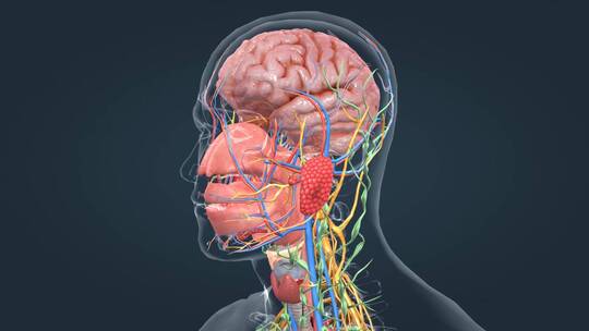 3D医学人体解剖大脑神经系统人体奥秘视频素材模板下载