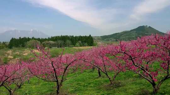 桃花林雪山