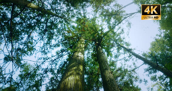 风光快剪 风景快切 意境情绪快速转场空镜