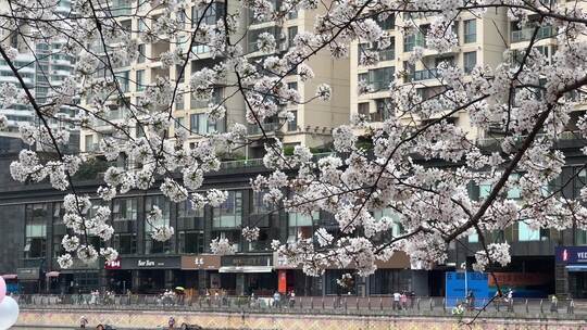 武汉城市春天樱花街景