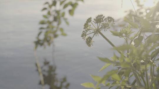 辣蓼开花