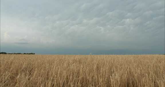 Prarie，田地，小麦，农田