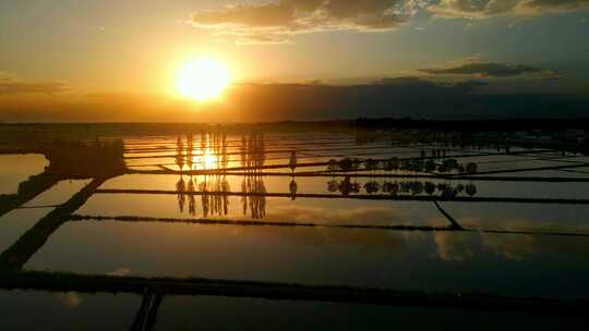 水稻水田夕阳稻田生态平原大地