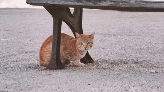 藏在长凳下的猫