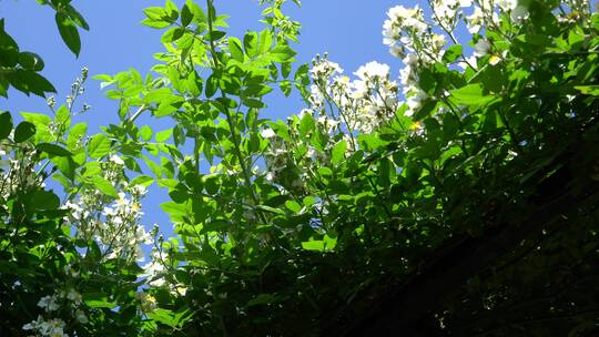 鲜花盛开蓝天天空