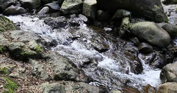 阳光溪流山涧密林原始生态风光