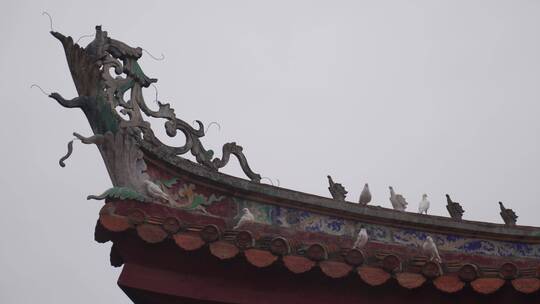 古建筑屋檐上的鸽子站在房檐燕尾脊上的鸽子