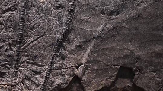 史前水生植物化石视频素材模板下载
