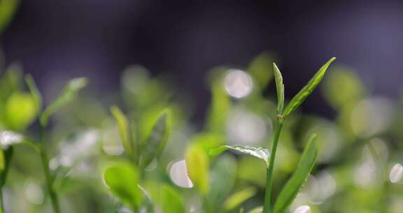 茶园茶叶4k升格慢镜 茶芽随风摇曳