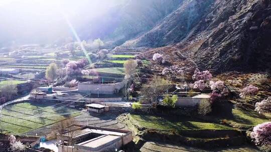 治愈系风景，待到山花烂漫时，她在丛中笑