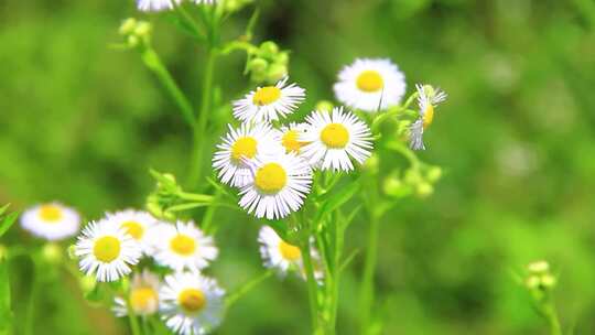 夏天户外的白色野花小雏菊山花实拍素材