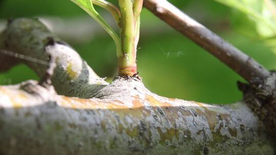 蚂蚁与蚜虫共生系列之劳碌的树蚂蚁