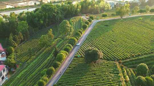 晚霞茶园道路